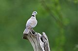 Ring-necked Doveborder=